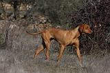VIZSLA poil court 182